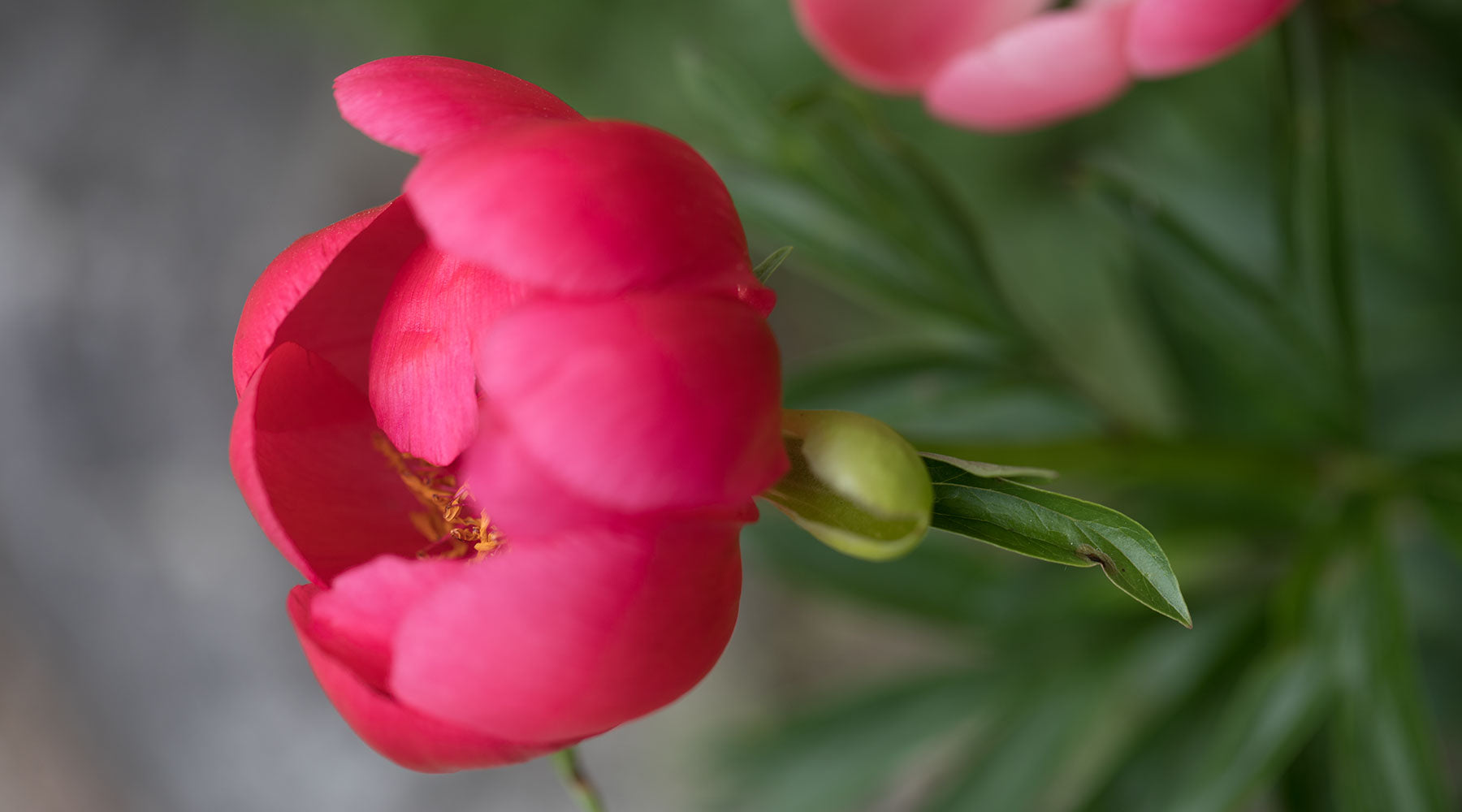 Warum Du den Botanischen Garten in Linz besuchen solltest