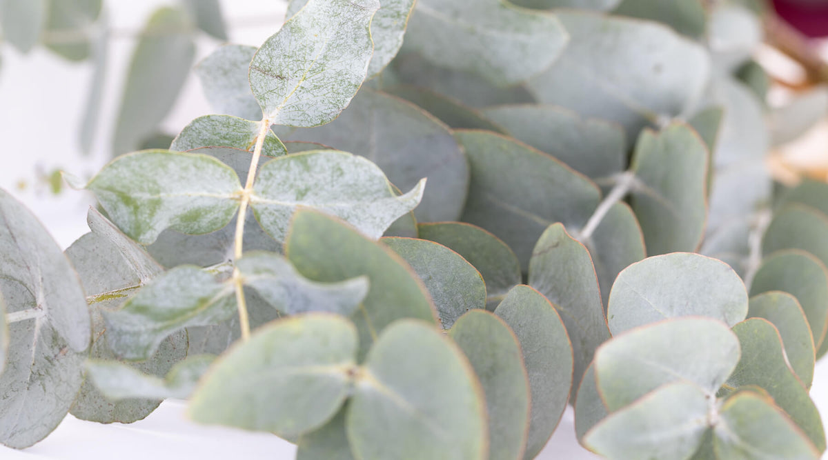 Eucalyptus Explained: Symbolism, Effects & the Magic of Real Leaves in Silver