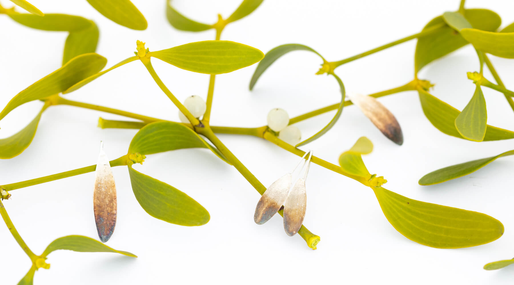 Mistel – Bedeutung, Wirkung und ihre Verbindung zur Natur
